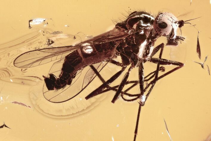 Detailed Fossil Predatory Snipe Fly (Symphoromyia) In Baltic Amber #307884